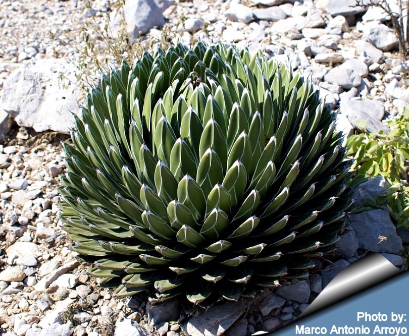 Агава / Agave Agave_victoria_reginae_habitat_810