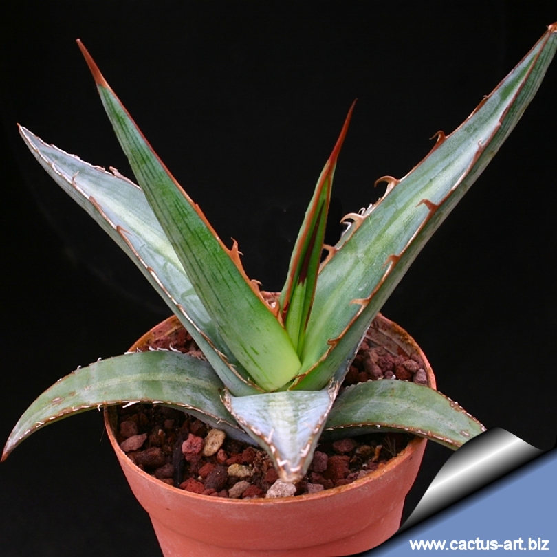 Agave Xylonacantha