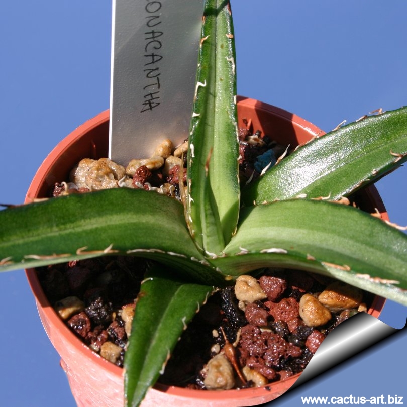 Agave Xylonacantha