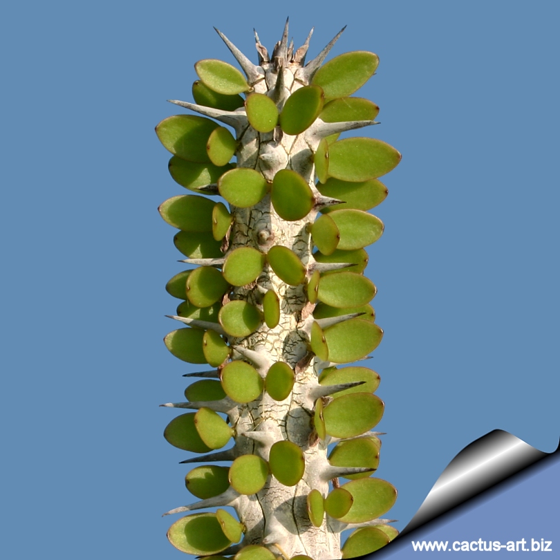 Stem Succulent