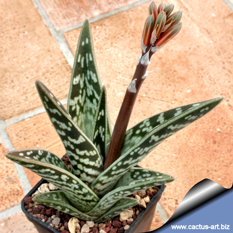 Alöe variegata Alöe variegata