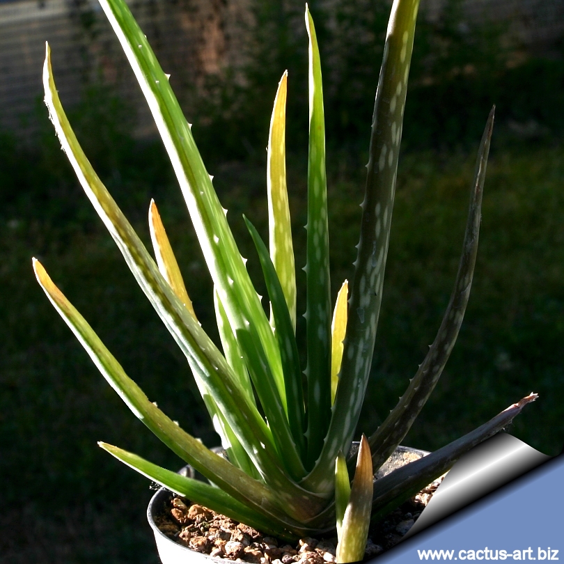 Index of /schede/ALOE/Aloe_vera/Aloe_vera_chinensis