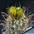 Ancistrocactus scherii GL707 Falcon Lake. Zapata Co. TX.