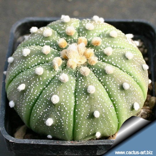 Astrophytum - kakteenforum.com