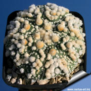 Astrophytum asteria cv. HANAZONO