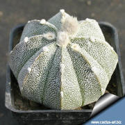 Astrophytum hybrid (asterias x coahuilense)
