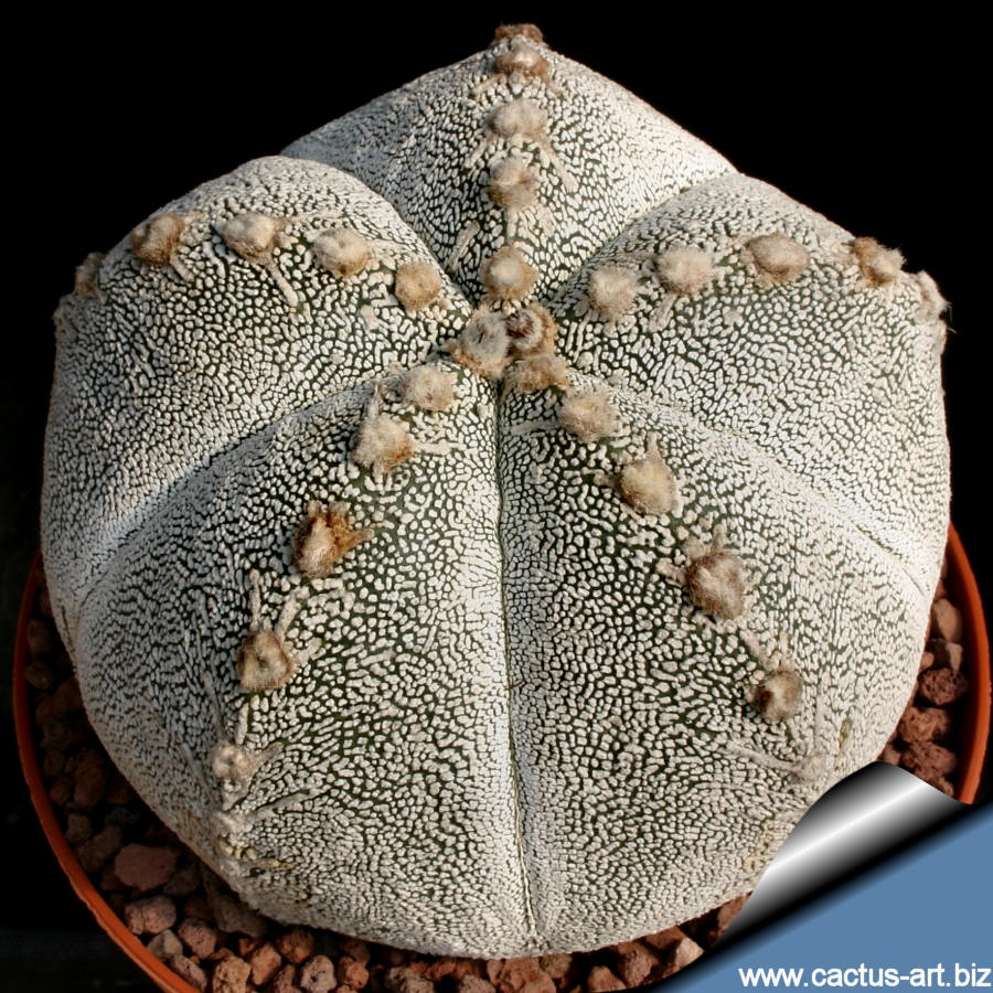 Astrophytum Coahuilense