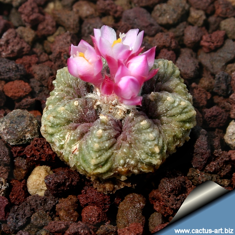 Aztekium Alchetron, The Free Social Encyclopedia