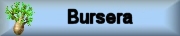 Photo gallery BURSERA