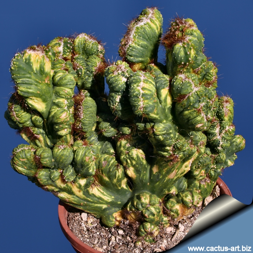 Cereus_sp_variegata_810.jpg