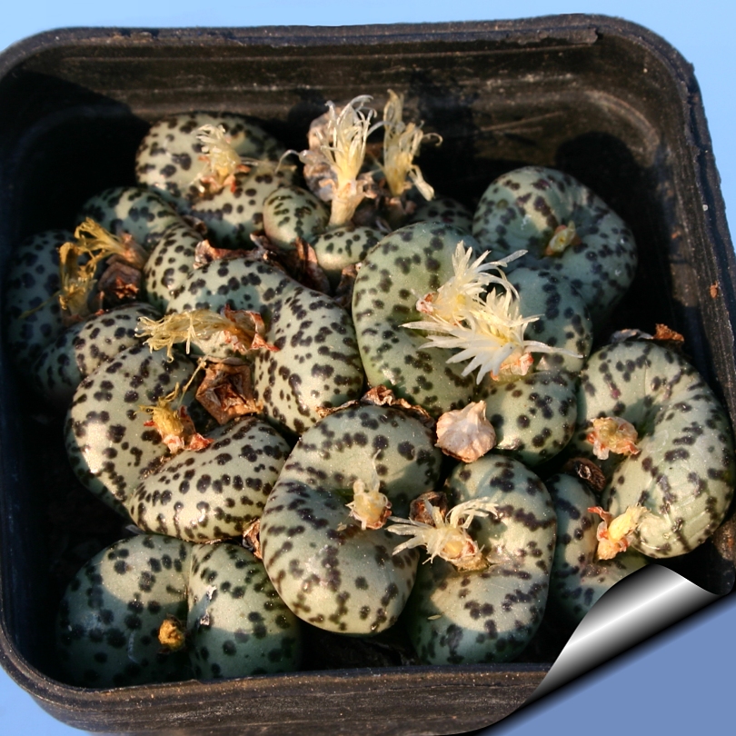 Conophytum obcordellum