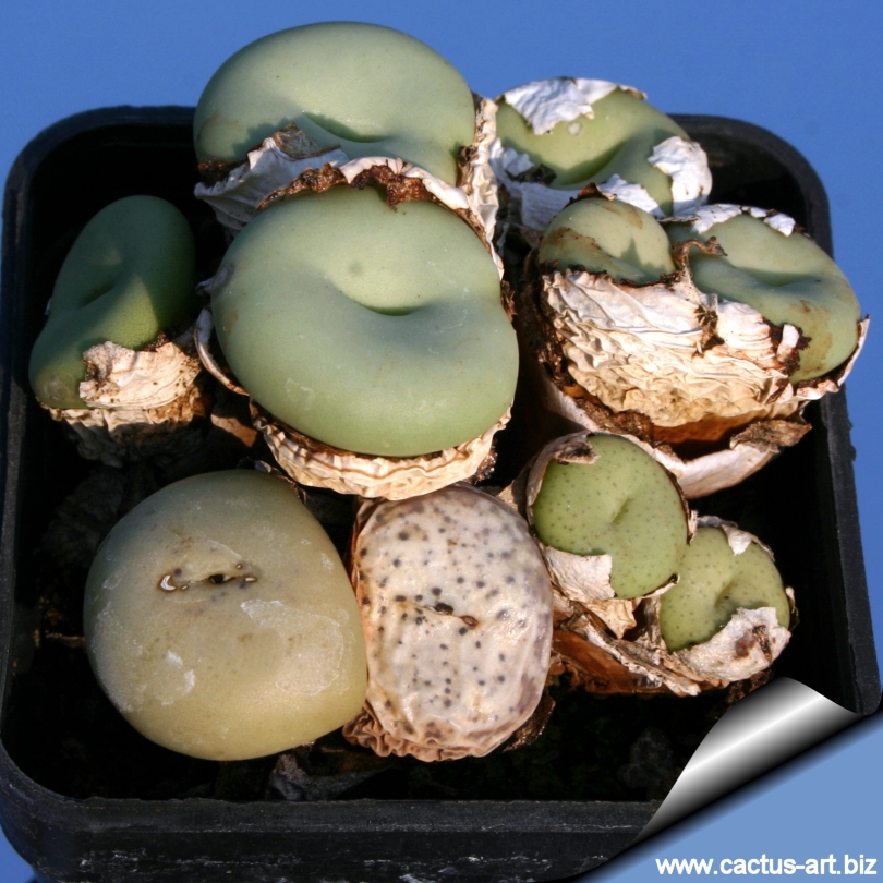 コノフィツム (Conophytum sp.)