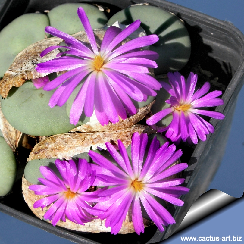 The genus Conophytum: A conograph: Hammer, Steven A., Hammer