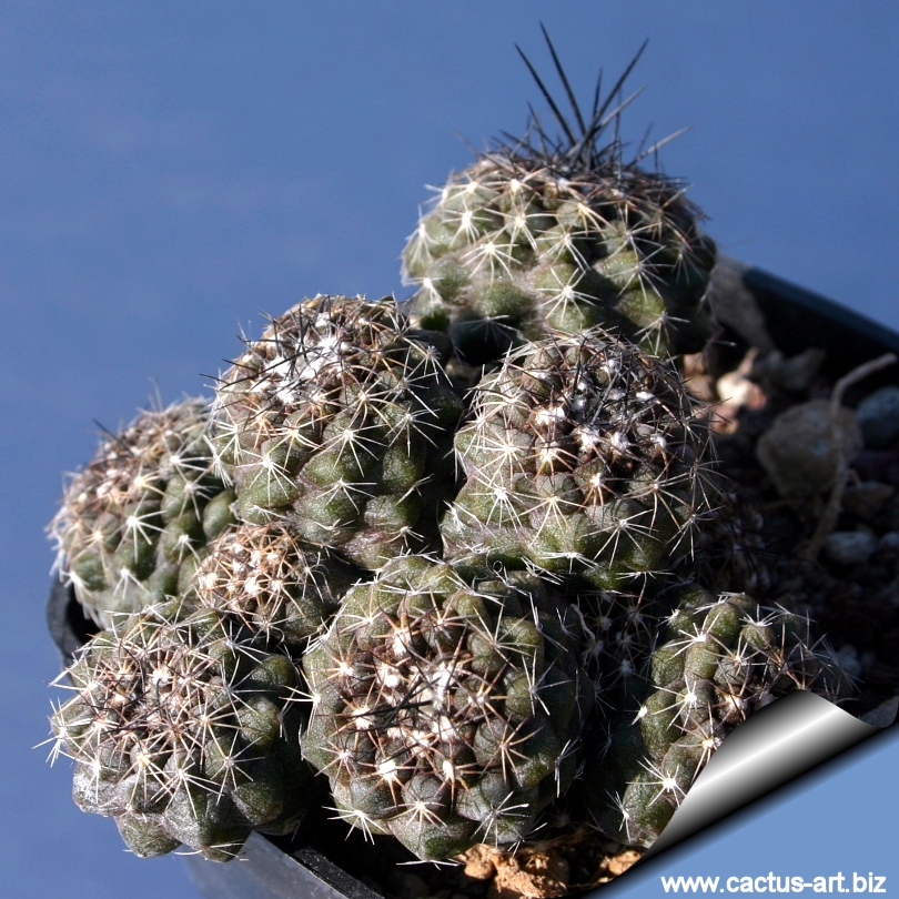 Copiapoa humilis