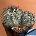 Copiapoa lembckei var. magifica n.n. KK1393 Caldera, Chile 100-200m