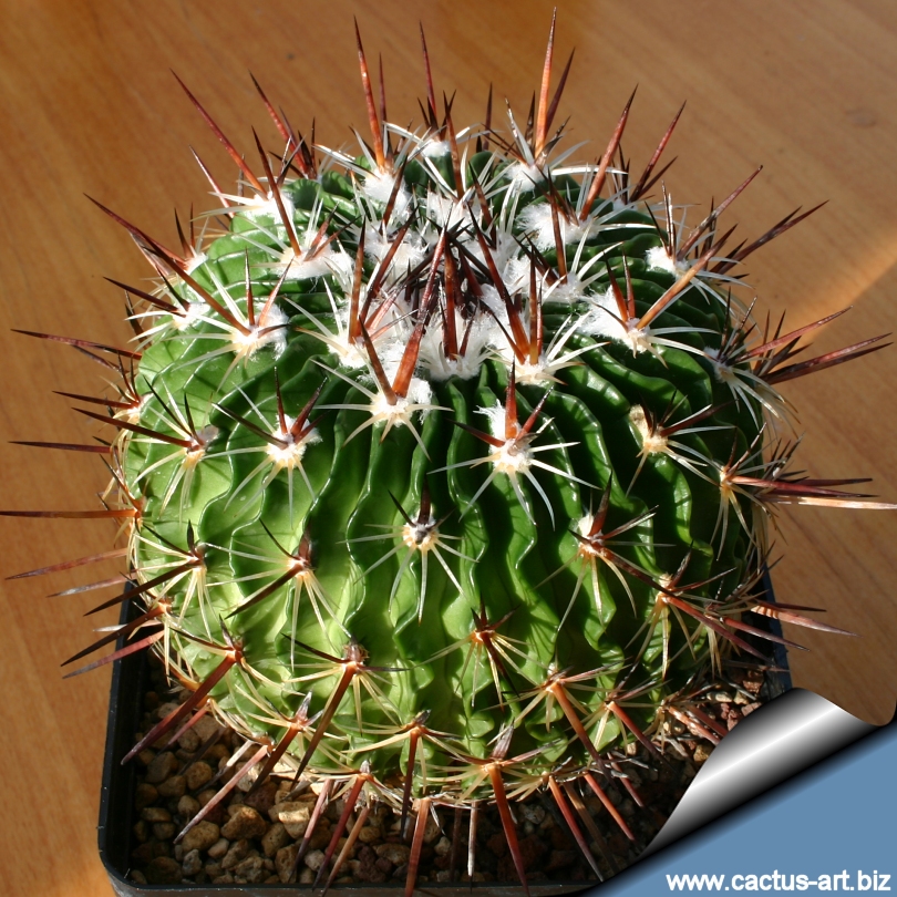Stenocactus ochoterenanus Wikipedia