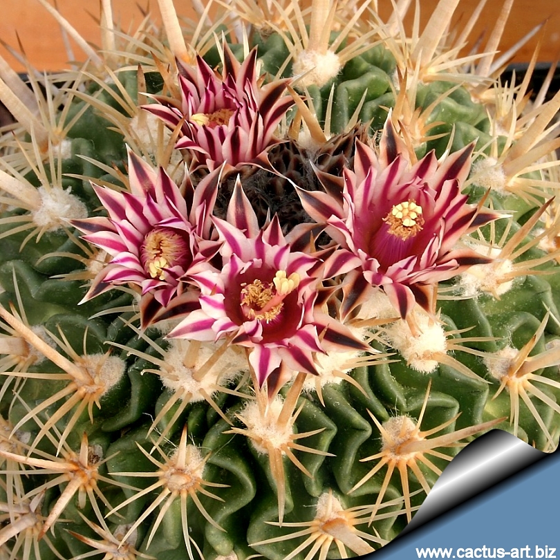 Echinofossulocactus Lawr