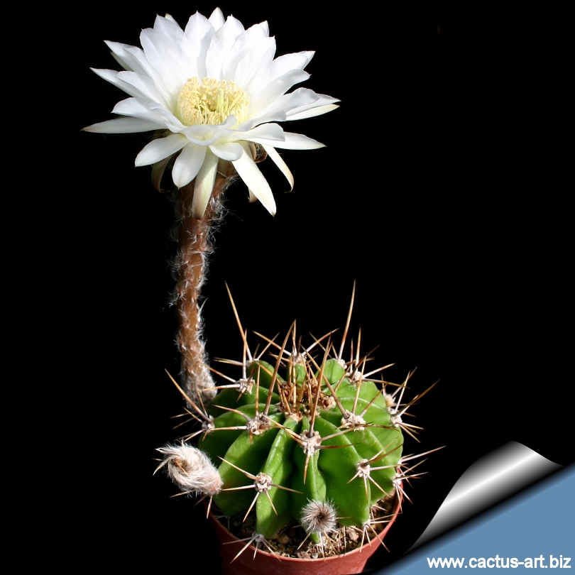 Echinopsis_chacoana_810.jpg