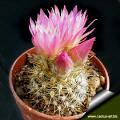 Eryosice (neoporteria) chilensis FK 3 La ligua