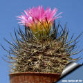 Eriosyce senilis subsp. coimasensis FR 473 dense dark spines and pink flowers (neoporteria coimasensis)