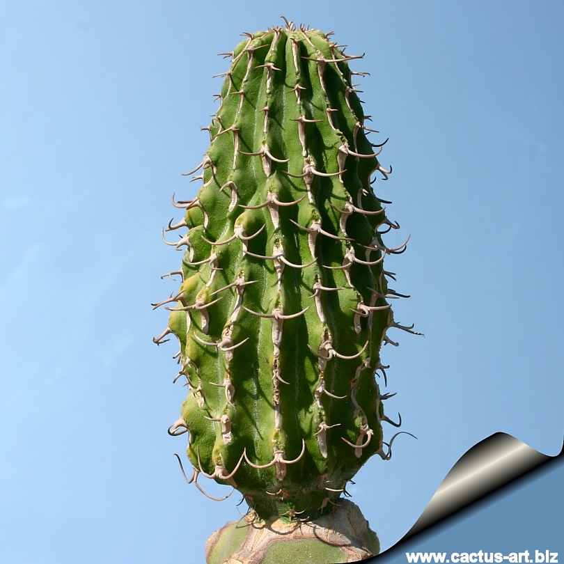 Euphorbia columnaris