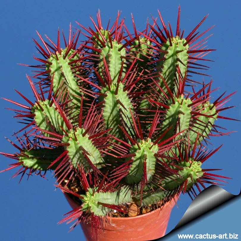Euphorbia Enopla CristataCactus Succulent plantRareIn 6cm Pot 
