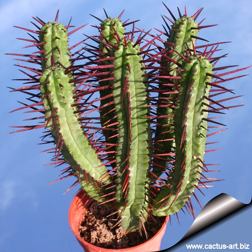 Молочай Euphorbia enopla