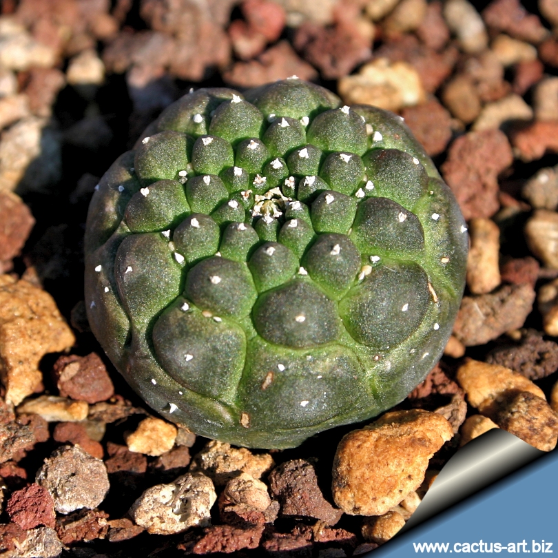Grafting: The plants that are Grafting Of Plants. Grafting: The plants that are