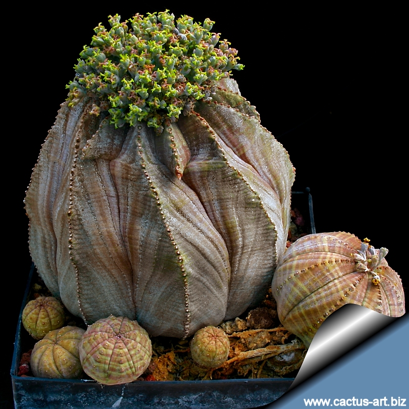 Euphorbia_obesa_810.jpg