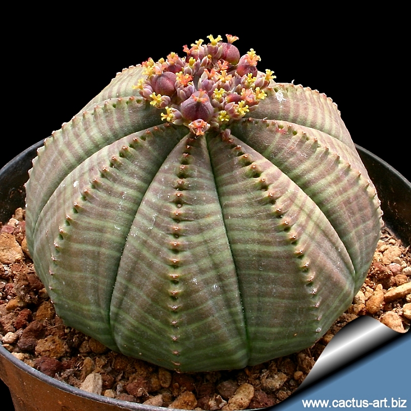 Euphorbia obesa