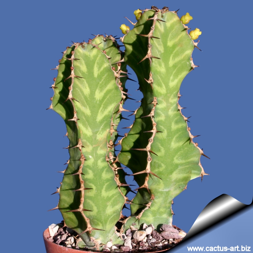 euphorbia pseudocactus euphorbia pseudocactus