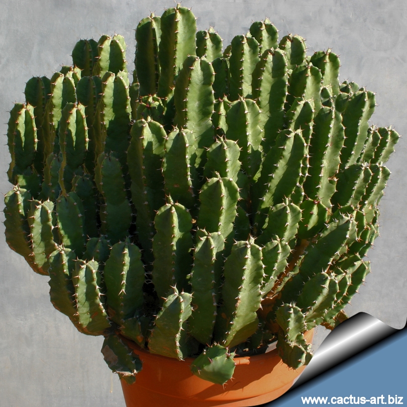 Picture Of Euphorbia