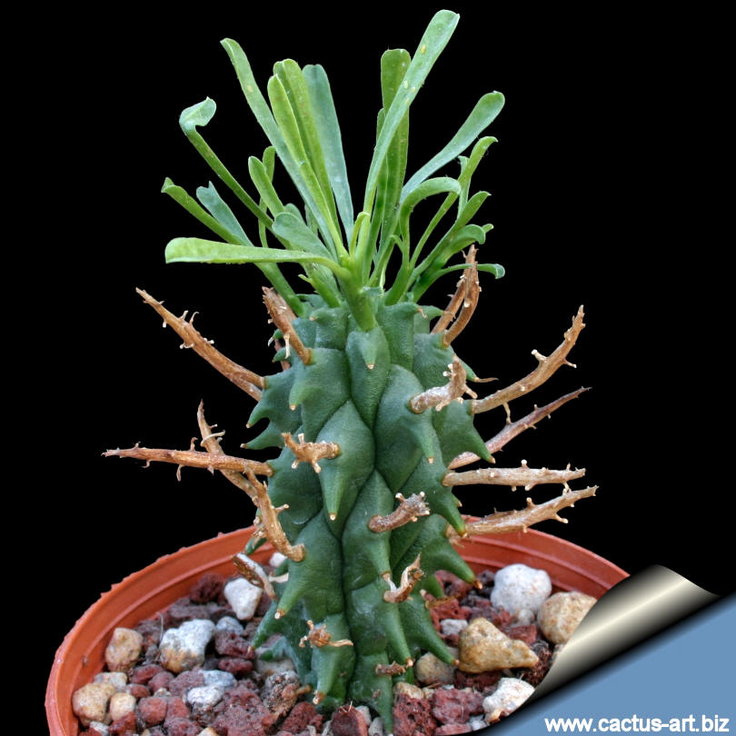Euphorbia_shoenlandii_810.jpg