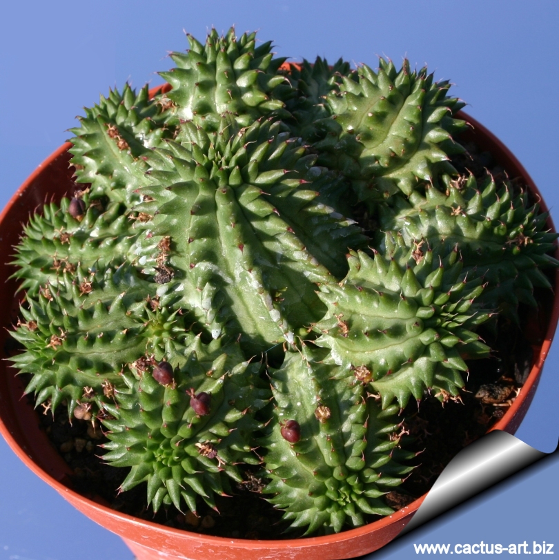 Euphorbia susannae
