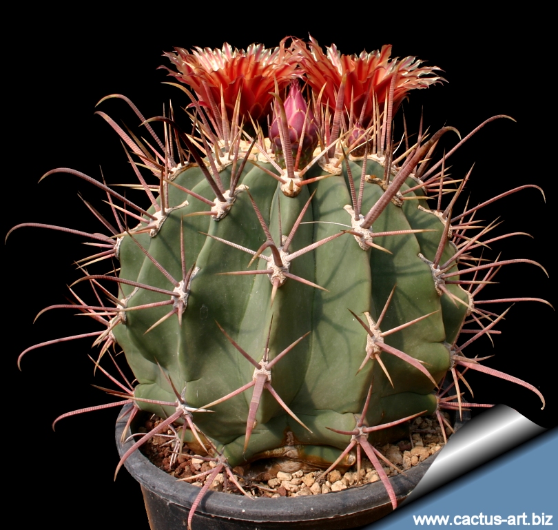 Ferocactus