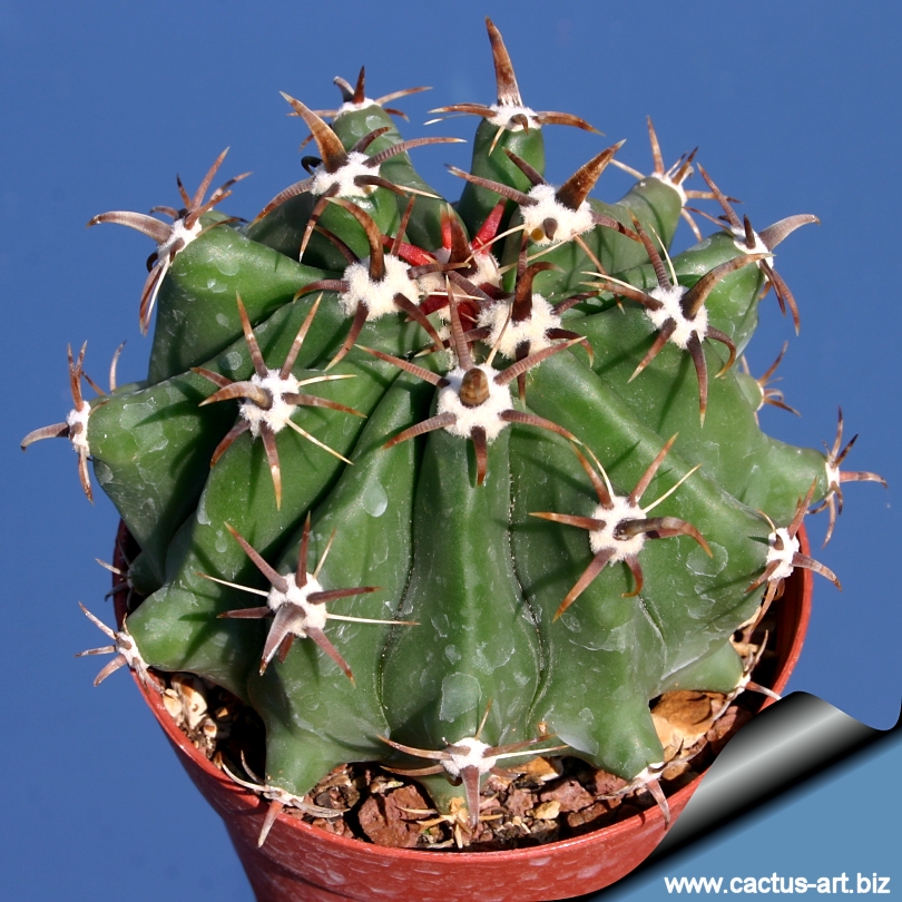 Ferocactus Horridius Var Brevispinus