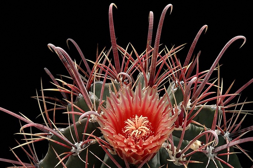 Ferocactus Br