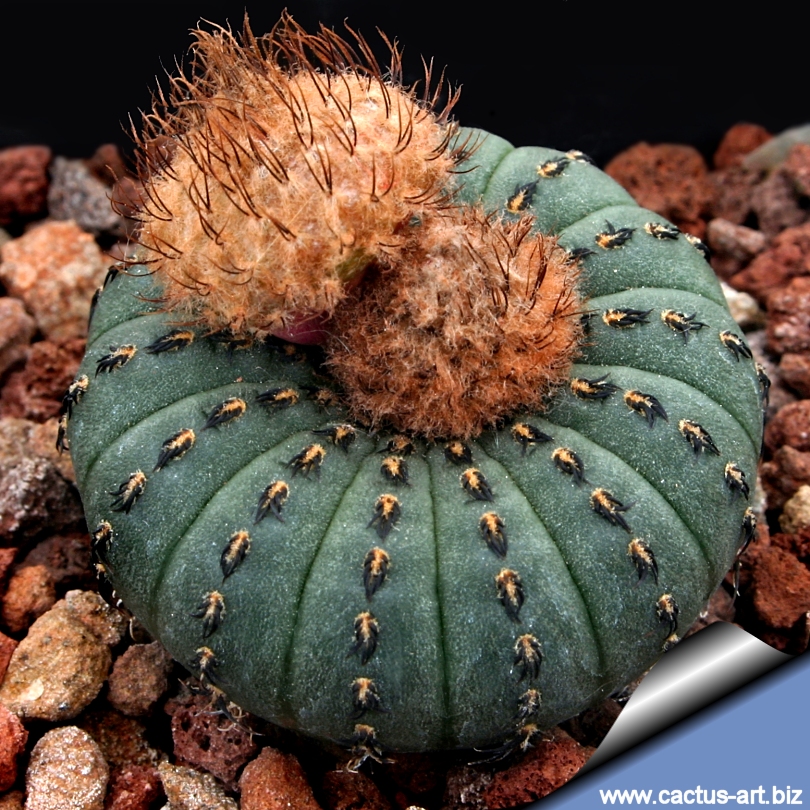 Semis de Frailea (cactus) Frailea_castanea_fruits_810