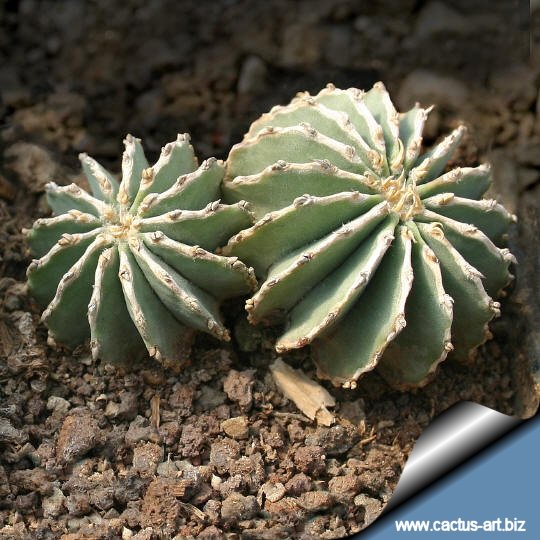 Geohintonia_mexicana