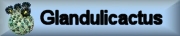 Photo gallery GLANDULICACTUS