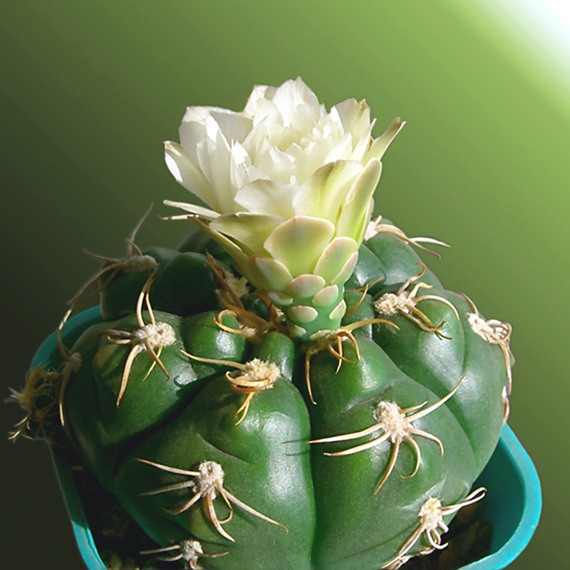 Gymnocalycium Pfeiff