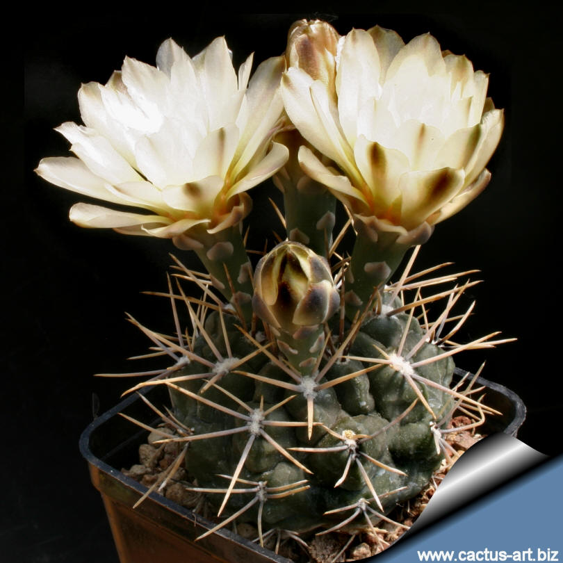 Gymnocalycium Pfeiff