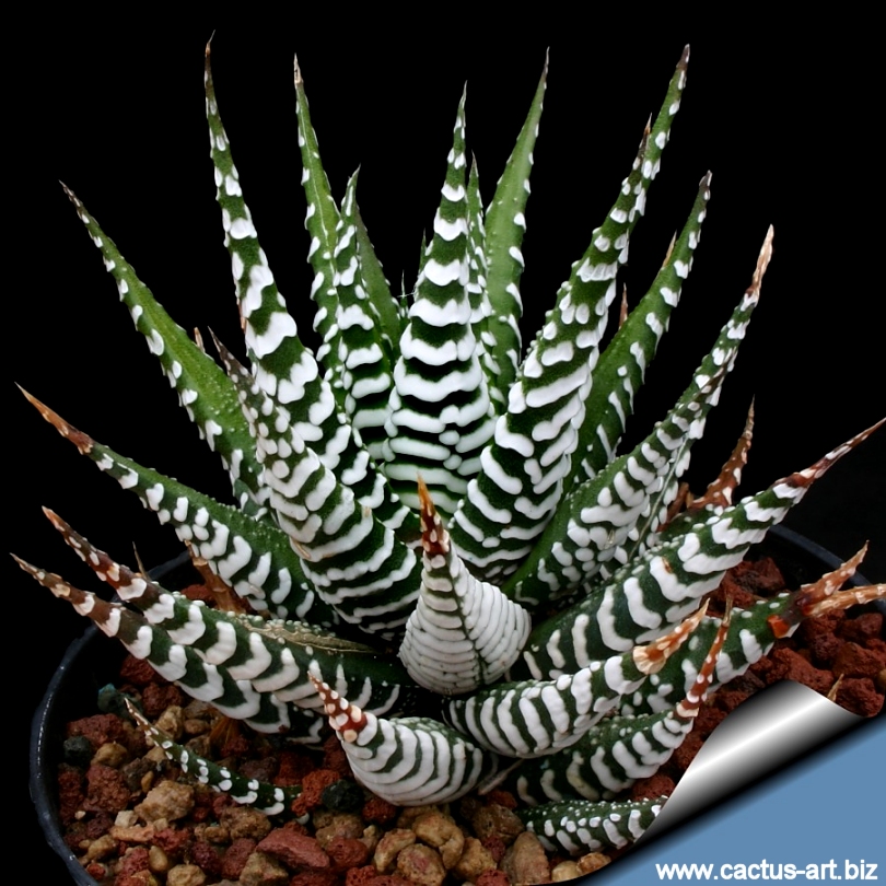 attenuata ssp. attenuata