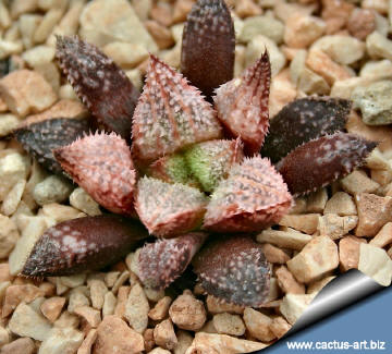 Haworthia emelyae var. major cv. HAKUMA (Japanese cultivar)