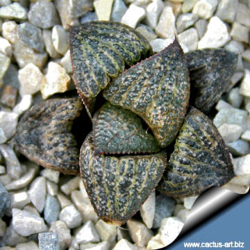 Haworthia magnifica var. spendens - standard form - west of Albertina