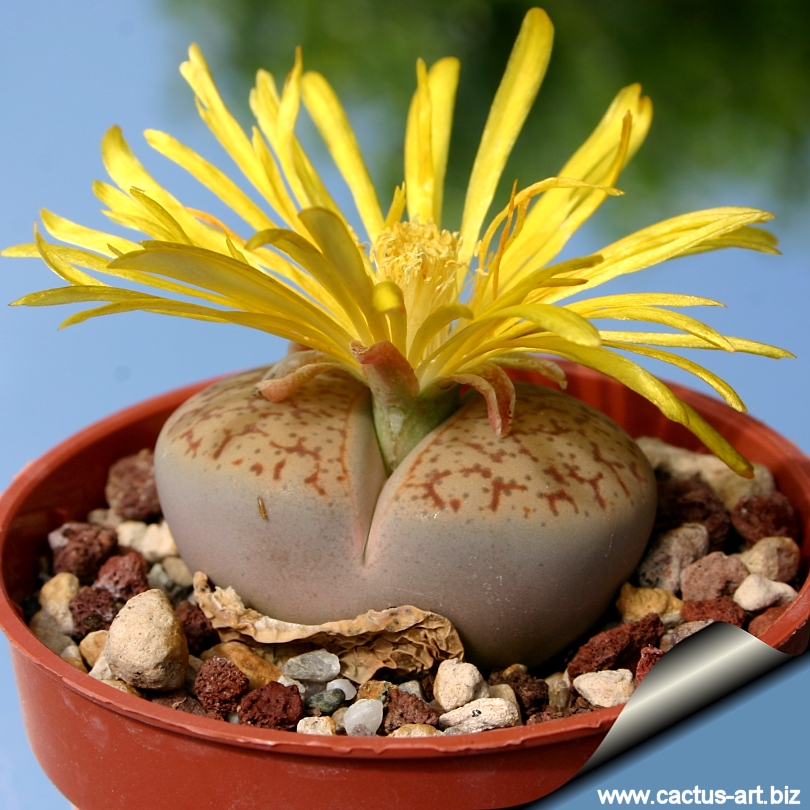 http://www.cactus-art.biz/schede/LITHOPS/Lithops_pseudotruncatella/Lithops_pseudotruncatella_C67/Lithops_pseudotruncatella_c67_sd_810.jpg