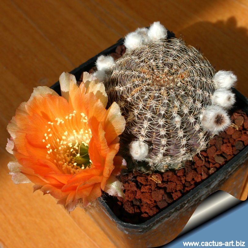 Lobivia densispina