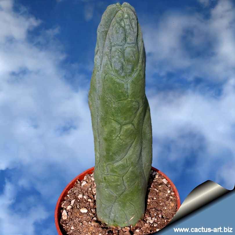 This rare plant looks very like the common penis cactus Trichocereus