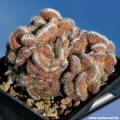 Mammillaria specie mostruosa & crestata