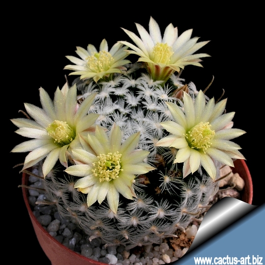 Mammillaria duwei - Alchetron, The Free Social Encyclopedia